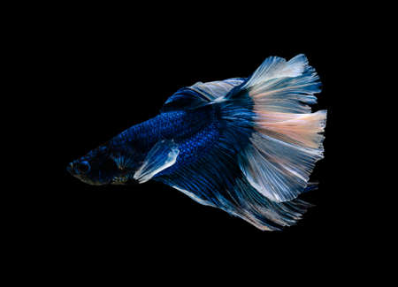 Siamese fighting fish or Betta splendens fish, popular aquarium fish in Thailand. Blue and white...