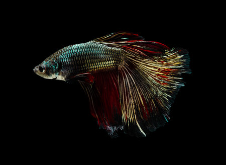 Siamese fighting fish or Betta splendens fish, popular aquarium fish in Thailand. Copper half moon tail betta fighting fish motion isolated on black backgroundの写真素材