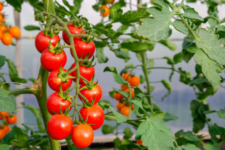 Close up of red ripe cherry tomatoes on the plant in greenhouse organic gardenの写真素材