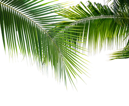 Coconut palm leaves isolated on white backgroundの写真素材