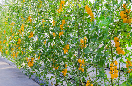 Fresh bunch of yellow ripe cherry tomatoes plant growth in organic greenhouse garden ready to pickの写真素材