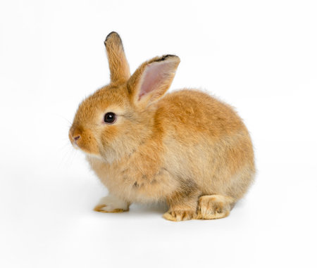 Brown baby rabbit portrait on white backgroundの写真素材