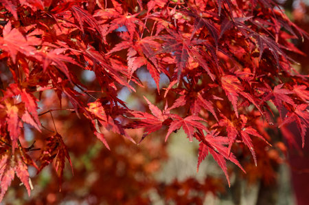 Autumn red colored leaves of maple tree in Japanの写真素材