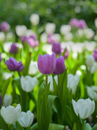 Purple and white tulips bloom in the garden. Spring flowers tulips garden.の写真素材
