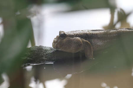 A blennyの写真素材