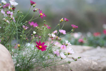 Flowerの写真素材