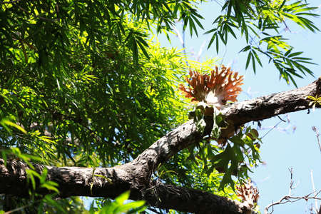 Parasite Plant