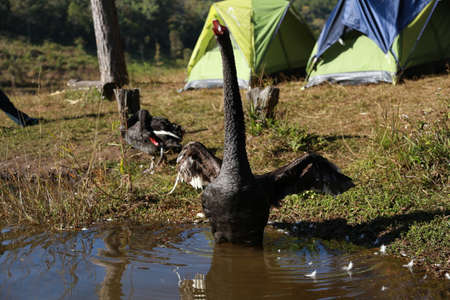 Swan in Blackの写真素材