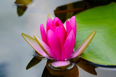 Close-up image of Pink Water Lily in Queen Sirikit Botanical Gardens, Mae Rim, Chiang Mai, Thailandの写真素材