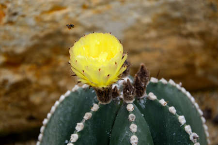 Close-up image of cactus flower in Queen sirikit botanical gaden, maerim, Chiang Mai,Thailandの写真素材