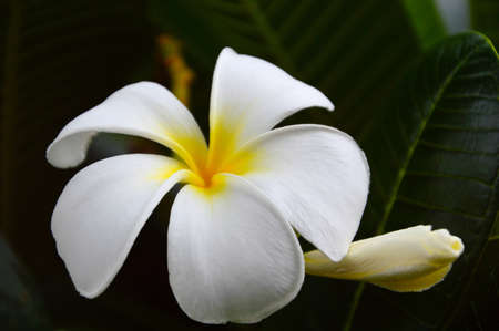 Close-up image of white frangipani flower plumeria ,Chiang Mai, Thailandの写真素材