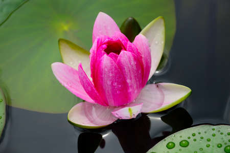 Close-up image of Pink Water Lily in Queen Sirikit Botanical Gardens, Mae Rim, Chiang Mai, Thailan
