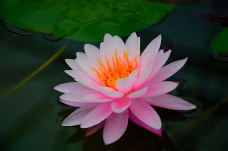 Close-up image of Pink Water Lily in Queen Sirikit Botanical Gardens, Mae Rim, Chiang Mai, Thailandの写真素材