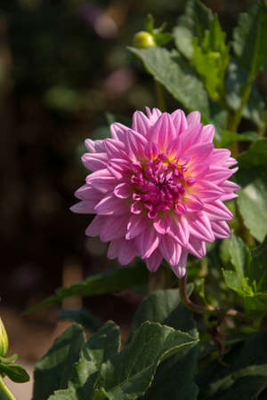 Dahlia Royal Ratchaphreuk Park,Chiangmai, Thailandの写真素材