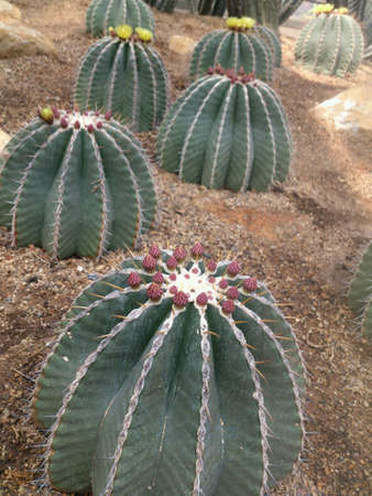 Cactus Flowers in Queen Sirikit Botanic Garden Maerim Chiangmai Thailand