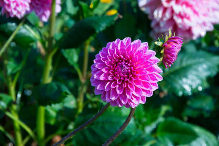 Dahlia  Royal Park Rajapruek ,Chiangmai, Thailandの写真素材