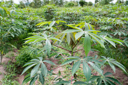 The cassava planting for food and health