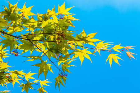 Maple Leaf in spring season in China