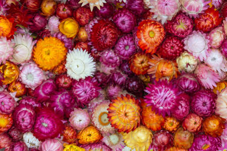 Colorful Straw flower, Everlasting from Doi Inthanon, Chiengmai, Thailandの写真素材