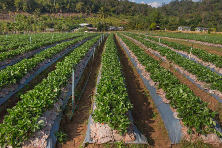 Strawberry Farm at Chiang Mai, Thailandの写真素材