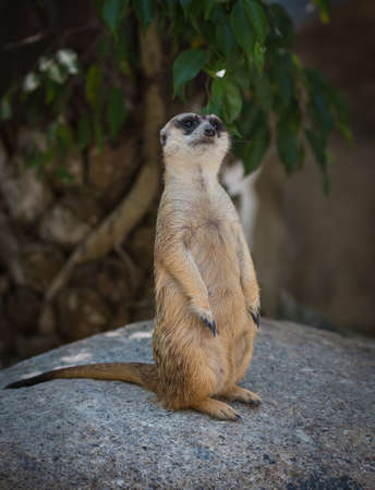 Standing Meerkat in Khao Kheow Open Zoo Thailandの写真素材