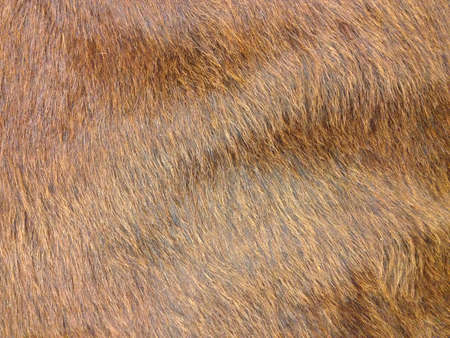 Texture Fur