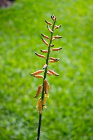 Aloe aloe, vera, Lilium  era s flowerの写真素材
