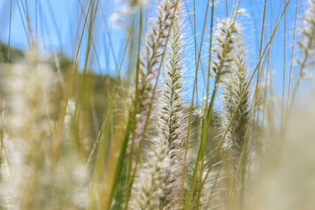 Grass Flowerの写真素材