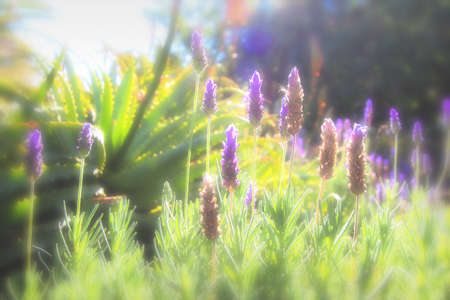 Flower in the dreamの写真素材