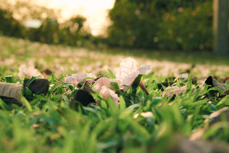 Fall Flowerの写真素材