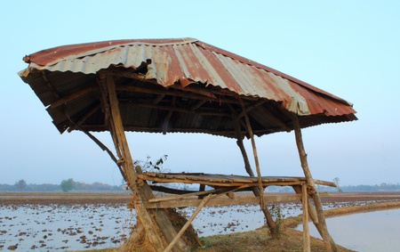 A thatched cottage in the rice field の写真素材