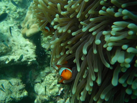 Clown Fishの写真素材