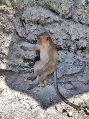 Monkey sad