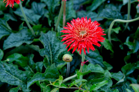 red gerbera with green leaf backgroundの写真素材