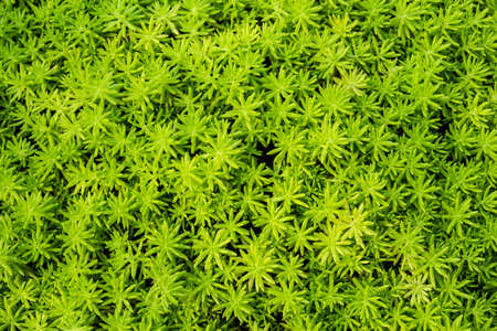 grass textureの写真素材