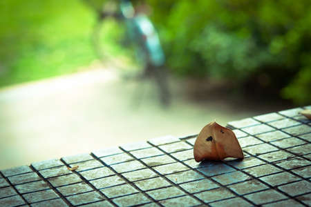 A leaf fall on the wallの写真素材