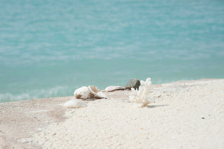 shells and coral on sand with sea view
