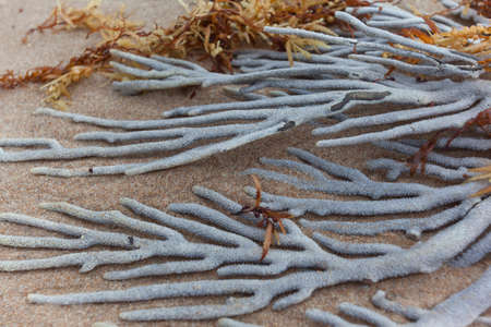 Macro picture of coral on the sandの写真素材