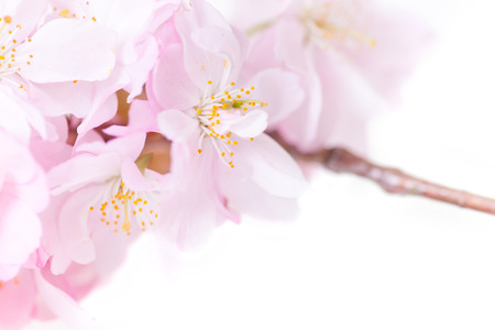 Pink cherry blossoms on white の写真素材