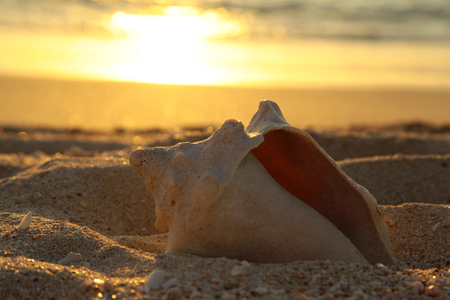 shell on sand under sunset skyの写真素材