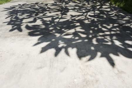 Shadows of the trees on the ground