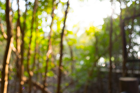 Abstract  the way natural bokeh backgroundの写真素材