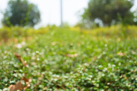 Abstract circular bokeh background from treeの写真素材