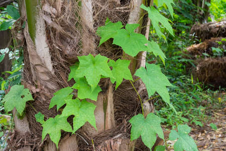 Green maple leaf on maple tree  background,vintage style