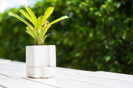 Tree with white pot on white table background.の写真素材