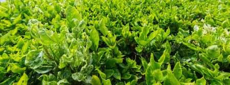 pattern of green leaf background.の写真素材