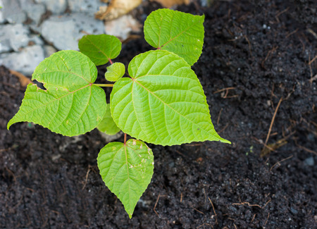 Top - view of small fresh tree with soil background in ecology concept.の写真素材