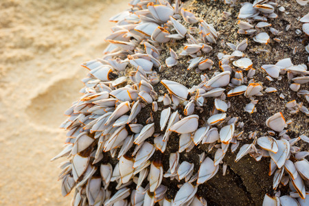 A group of small mussels shell texture background.