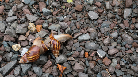 Snail family wark in the garden with sun light.の写真素材