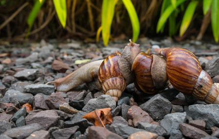Snail family wark in the garden with sun light.の写真素材